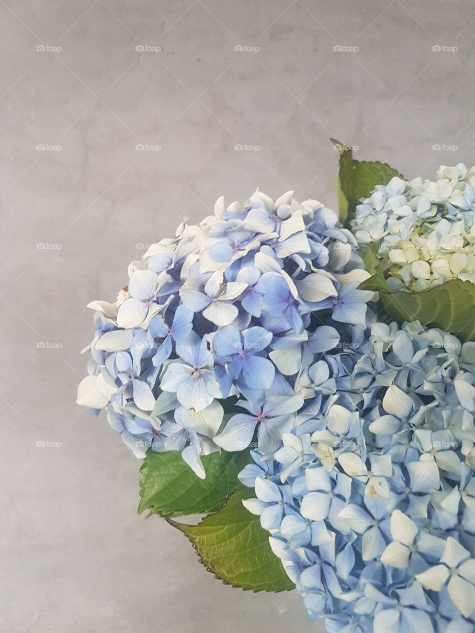 Blue Hydrangea Flowers