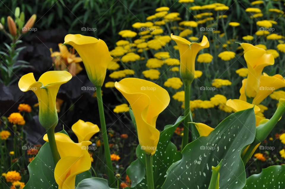flowers yellow plants calla by micheled312