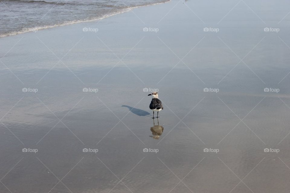 Seagull with 2 shadows 