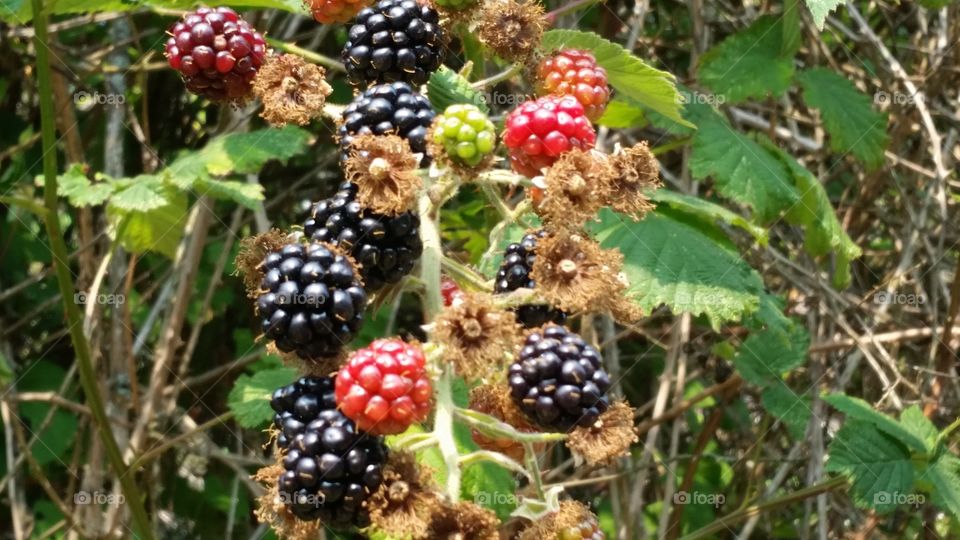 Wild Blackberries