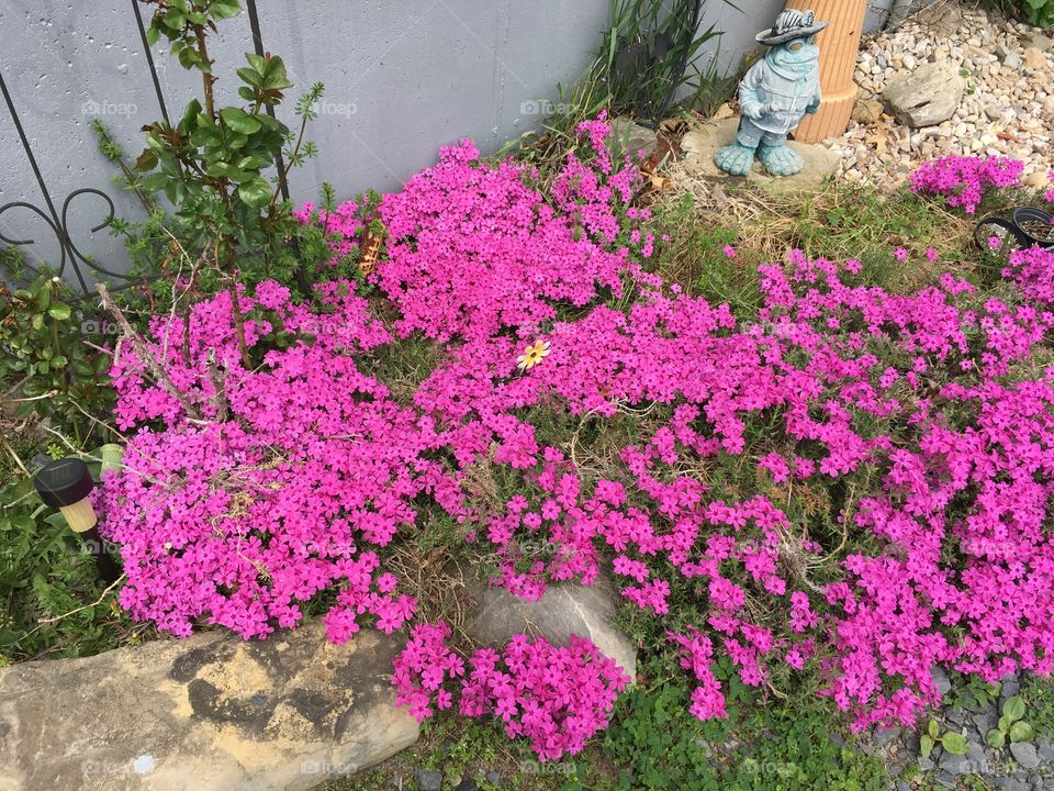 Creeping phlox 