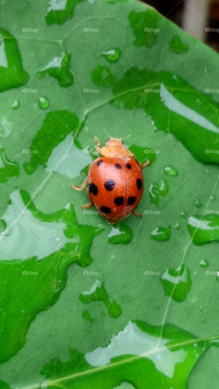 Ladybirds