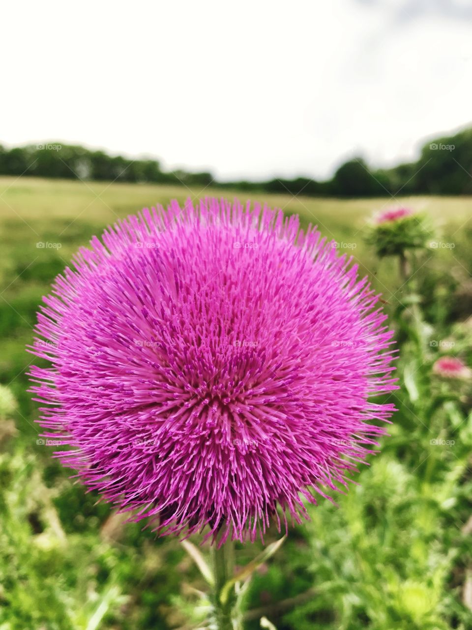Nodding thistle flower head in bloom in a meadow, blurred rural tree line