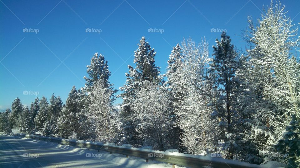 Winter Wonderland. The perfect Montana snow day.