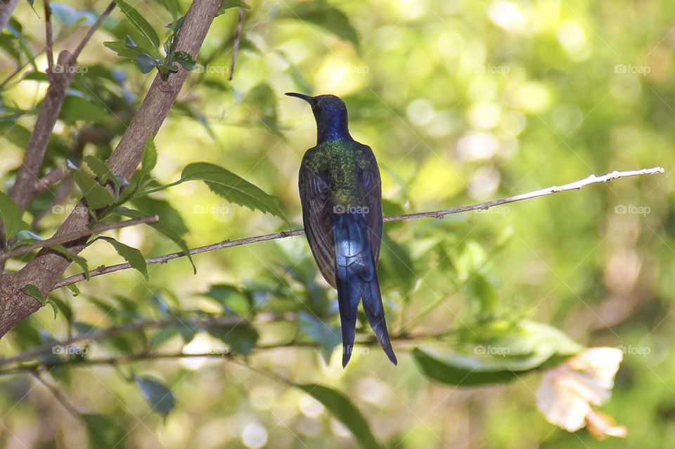 Resting sunbird