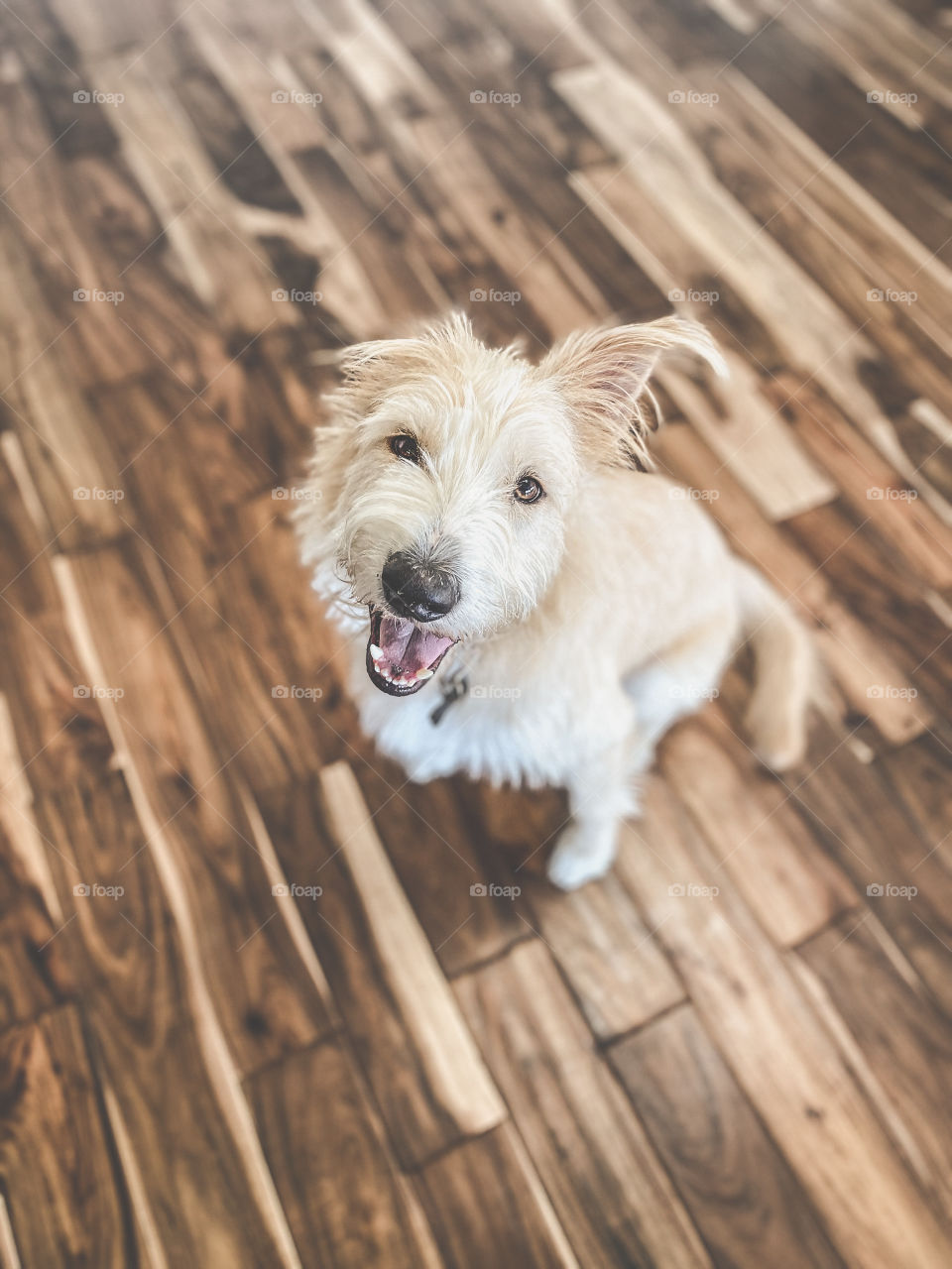High angle view of a happy dog sitting on hardwood floor