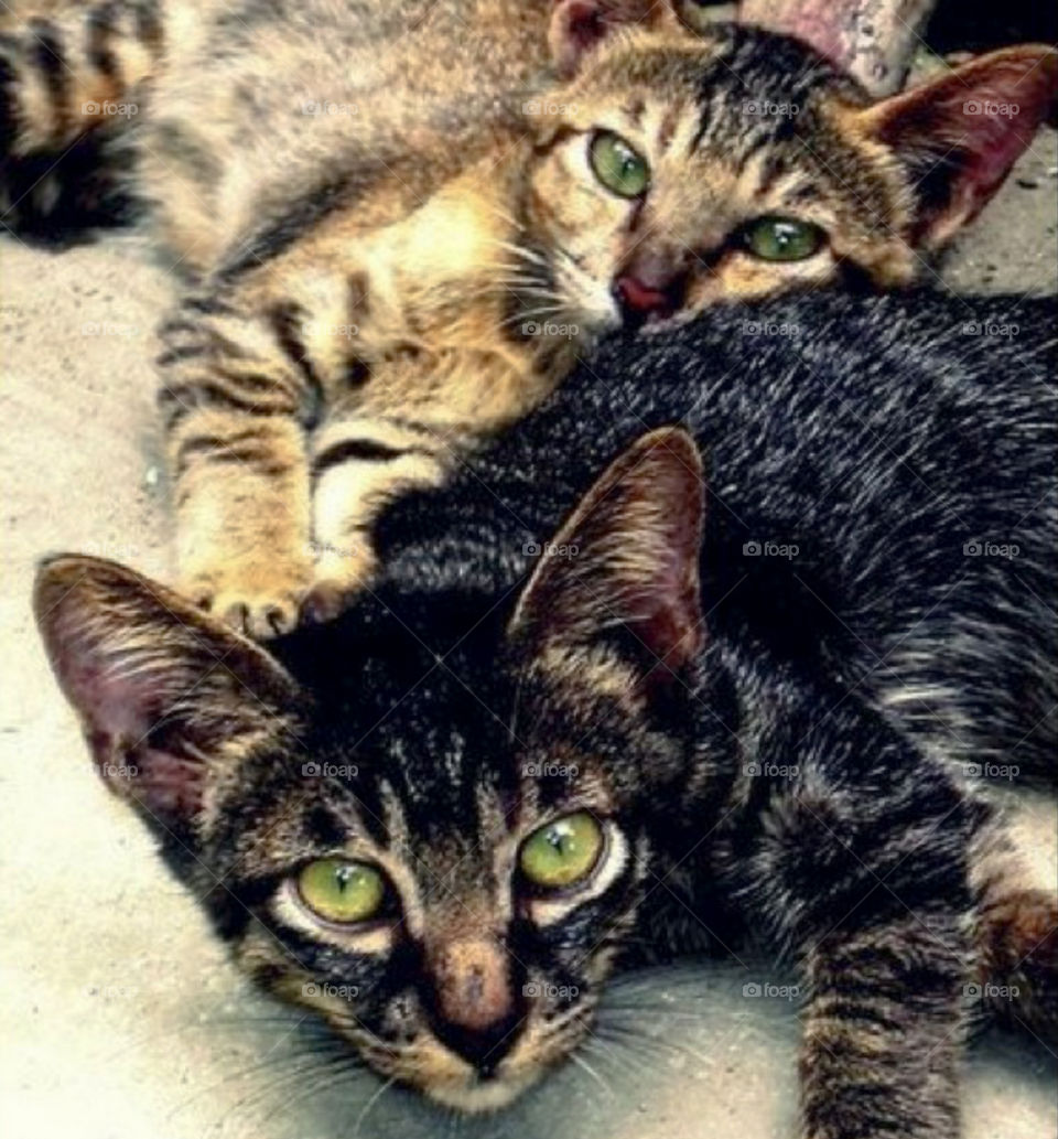 cute kittens