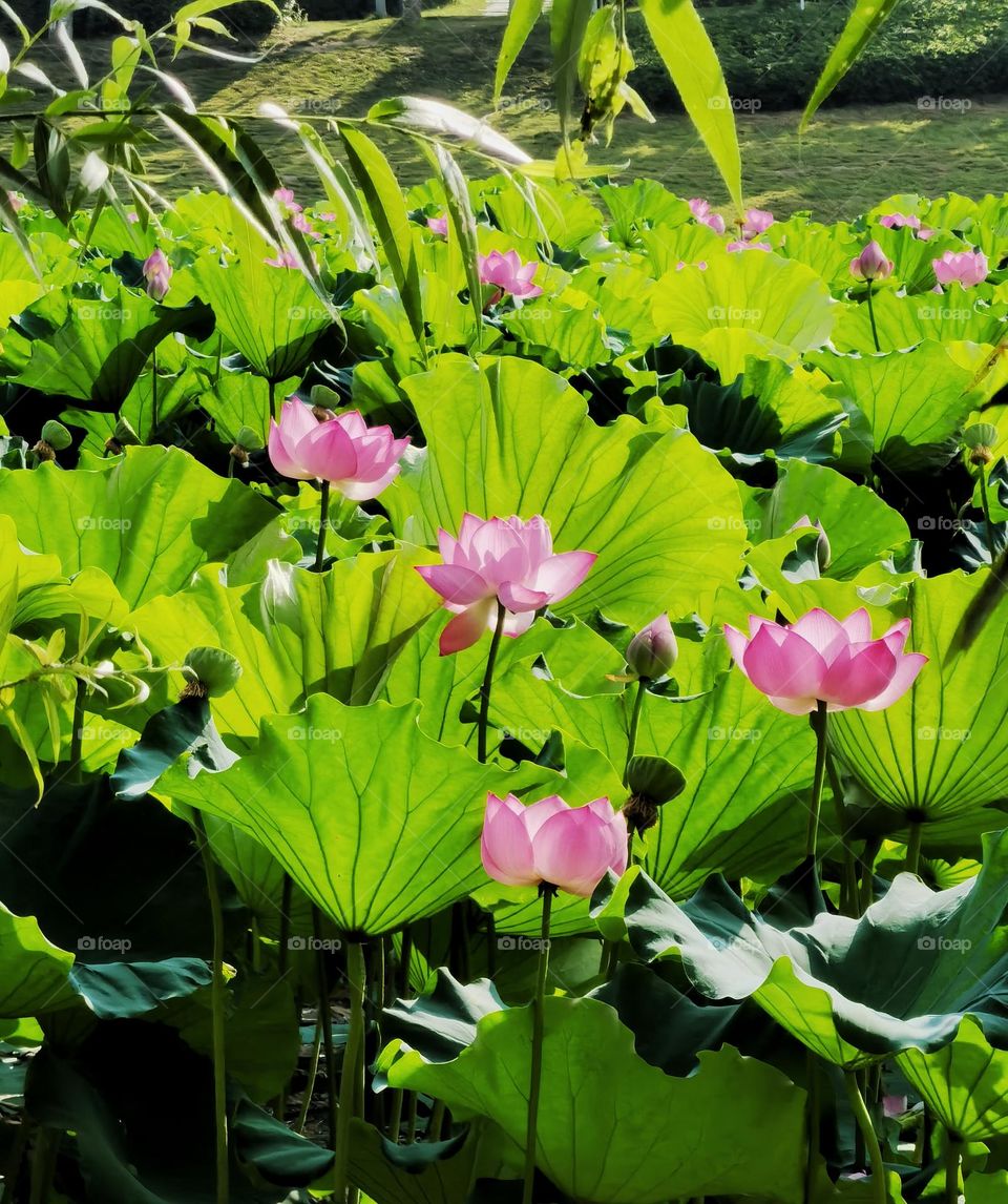 It is the lotus in full bloom, it is a good time for the world.I hope the day is clear, look up to meet all gentle.