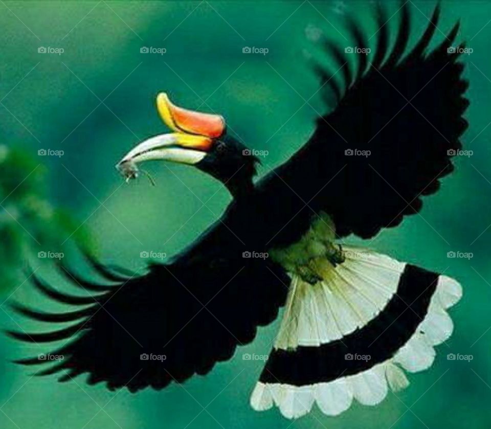 native hornbill borneo