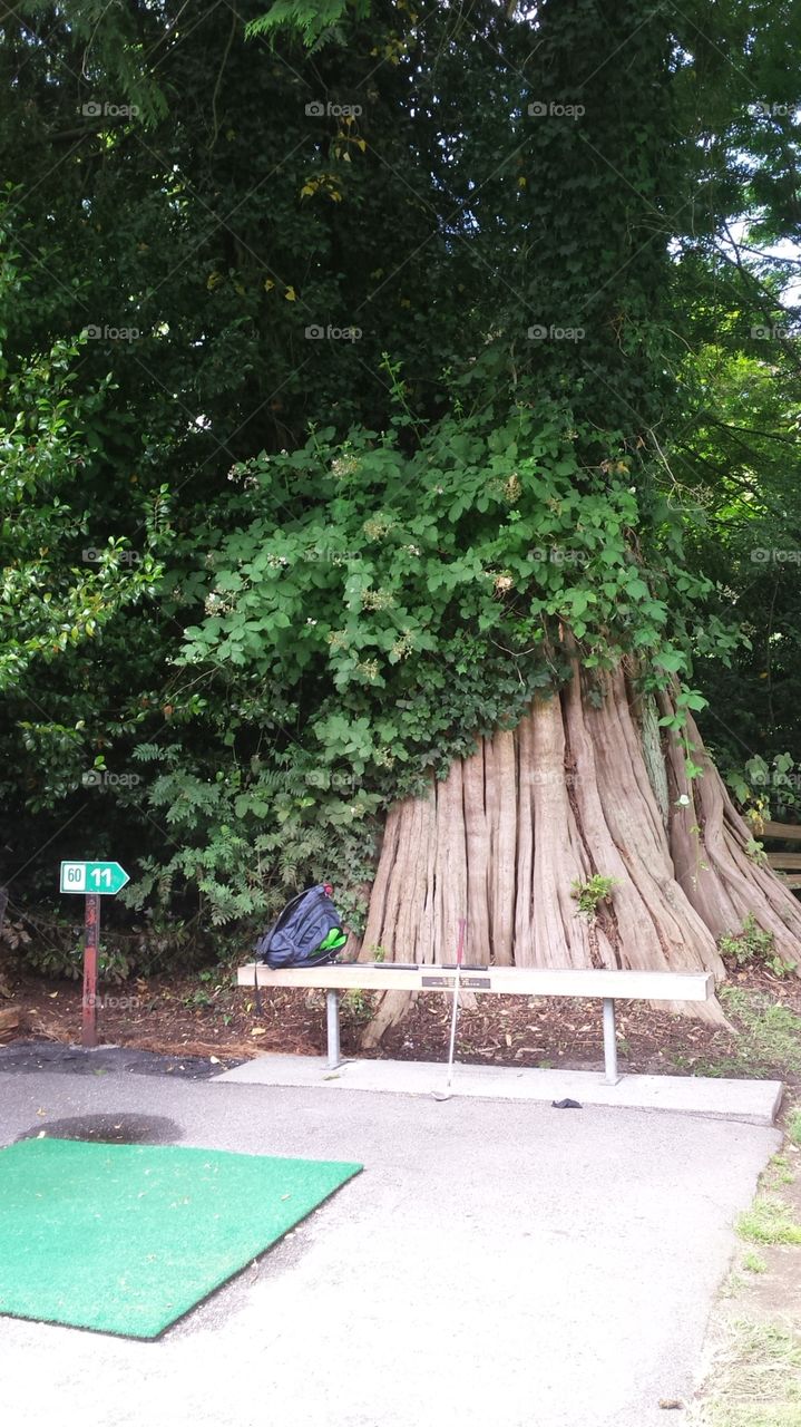 New growth from cut down tree