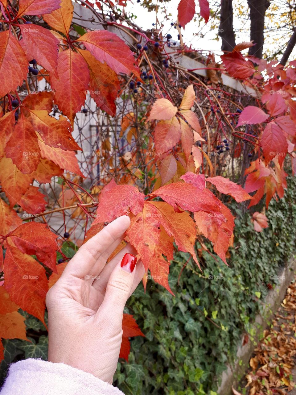 Woman’s hand holds red autumn leaves 