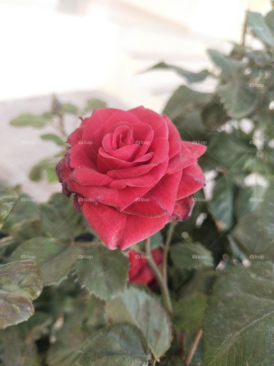 Red Rose