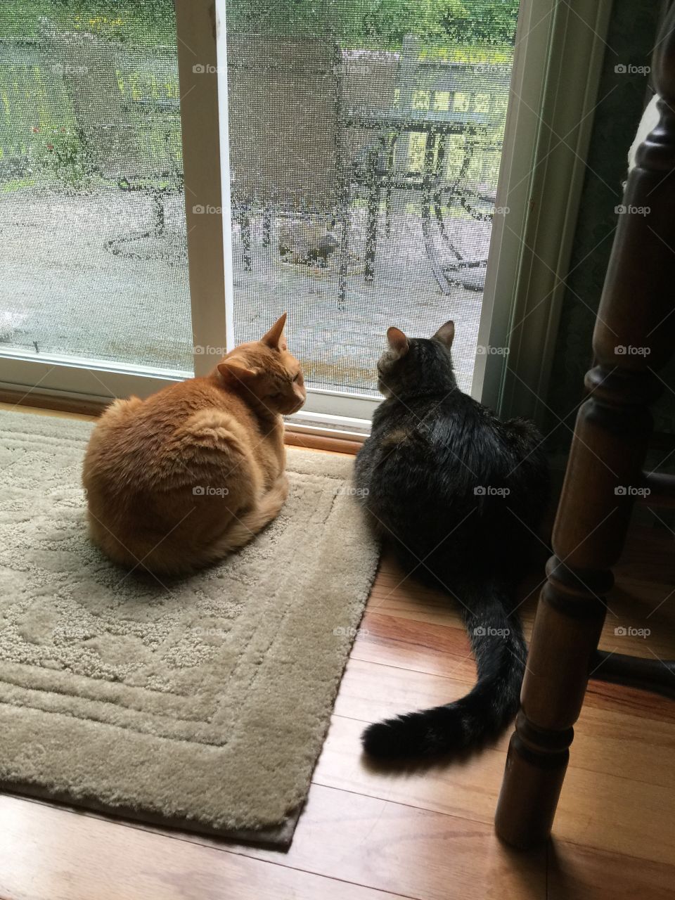 Kitties avoiding the rain