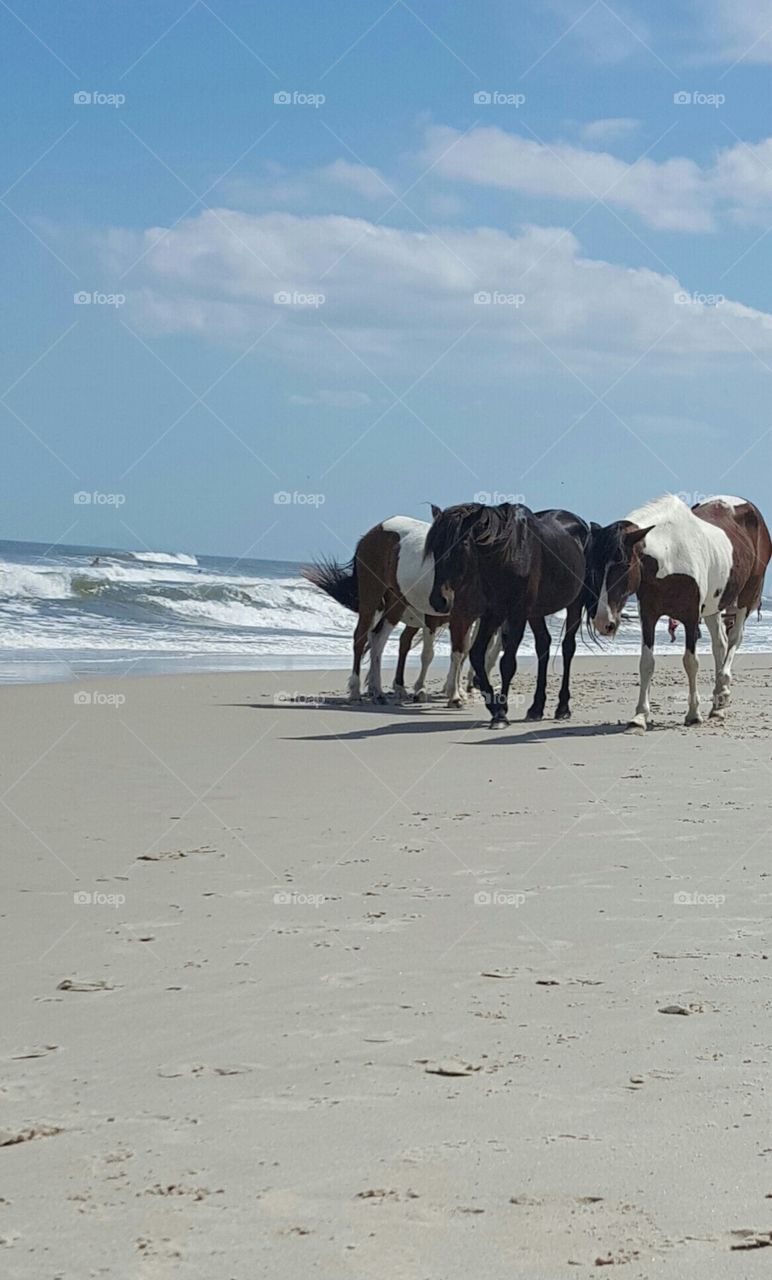 Wild Horses on Beach