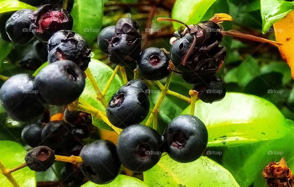 a wasp that was gobbling red shoots

￼