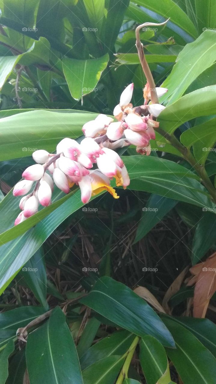 Flower in Bloom