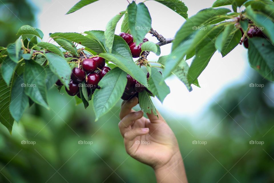 Picking up cherries