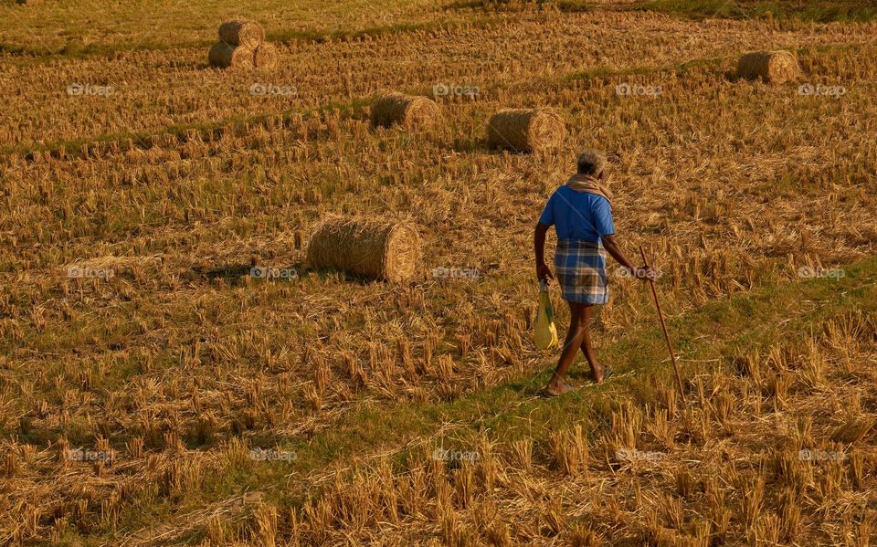 Crop field - farmer - nature 