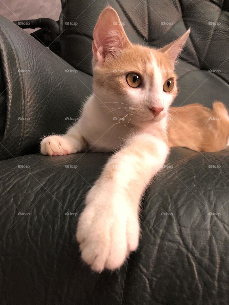 Beautiful cat looking at camera.