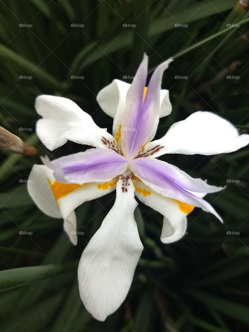 white, Orange and violet Flower