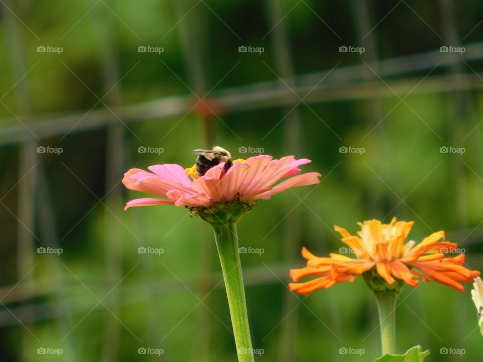 Bumble Bee atop of a Pink Zinnia