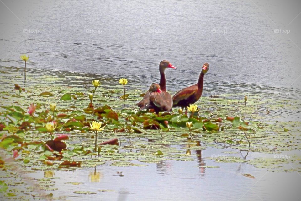 Interesting duck family . Interesting duck family