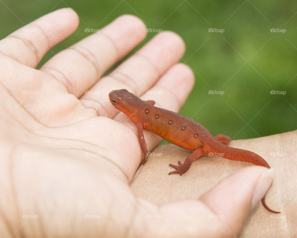 A salamander walking from one child’s hand to another