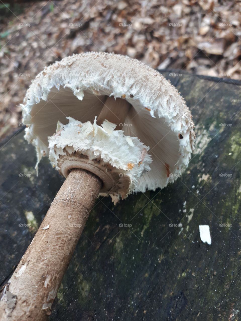 Macrolepiota procera (Chlorophyllum rachodes) sunčanica