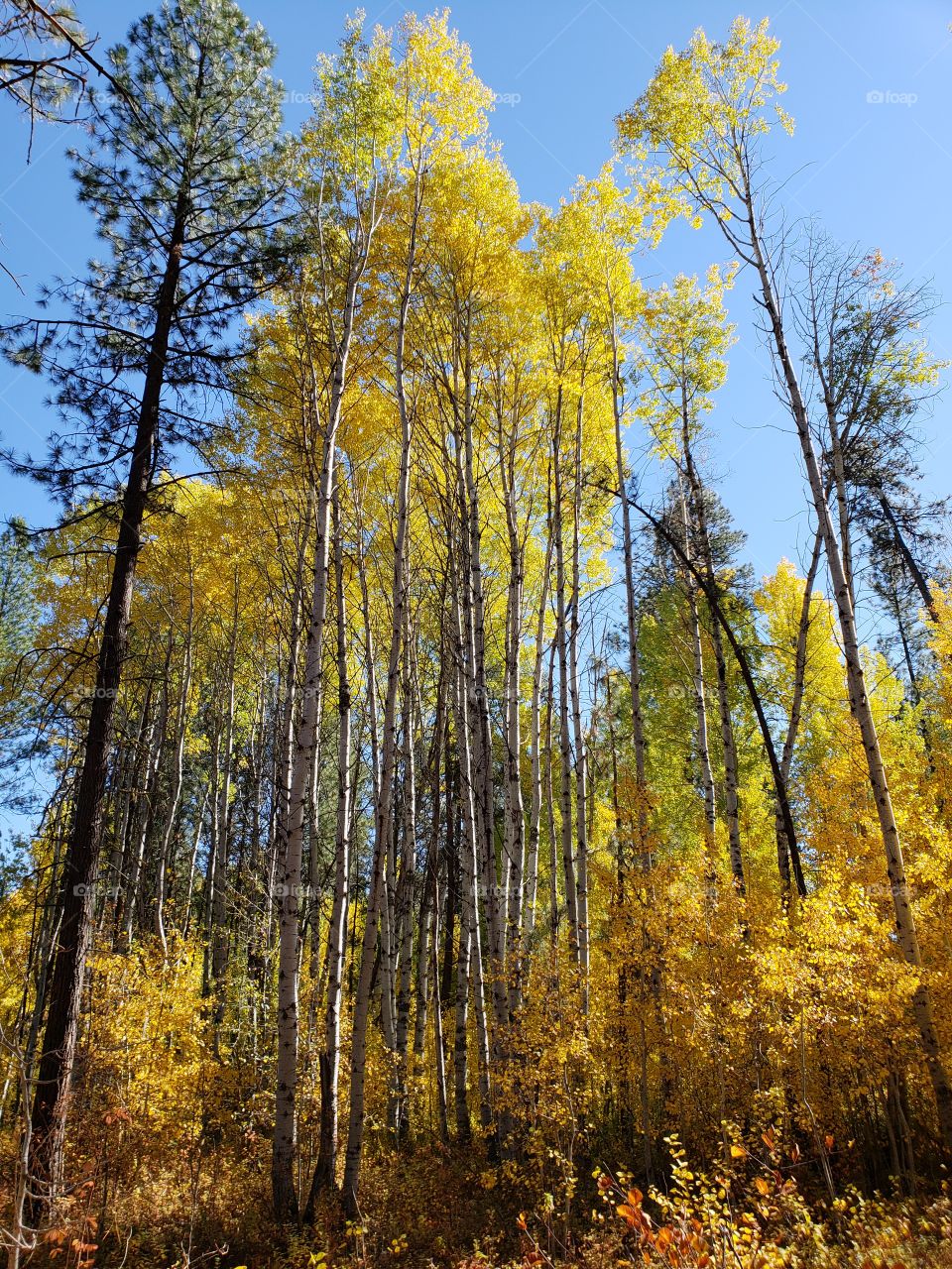 Magnificent ponderosa pine trees grow with aspen trees with leaves of golden yellow fall colors along the banks of Indian Ford Creek in the forests of Central Oregon on a sunny autumn day.