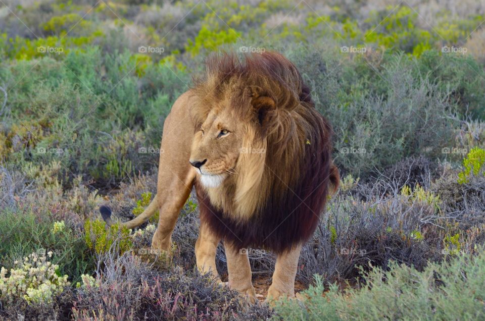 Lion in forest