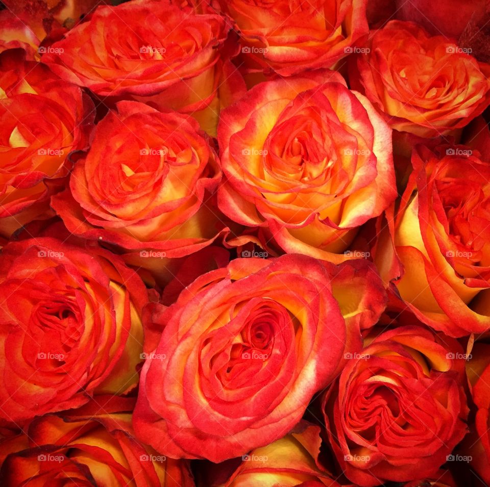 Roses