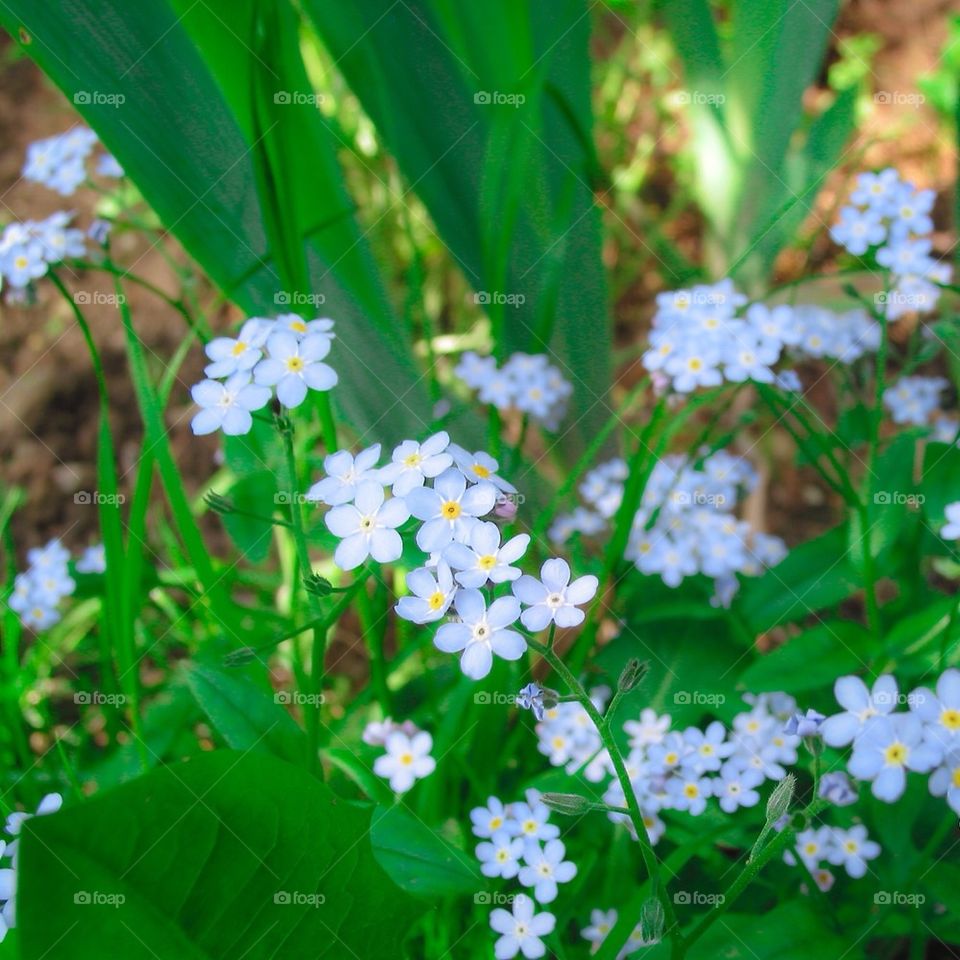 green spring field garden by przemekklos
