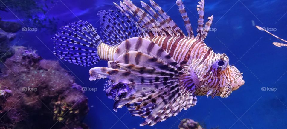 zebra fish in my aquarium. tropical tropical fish.