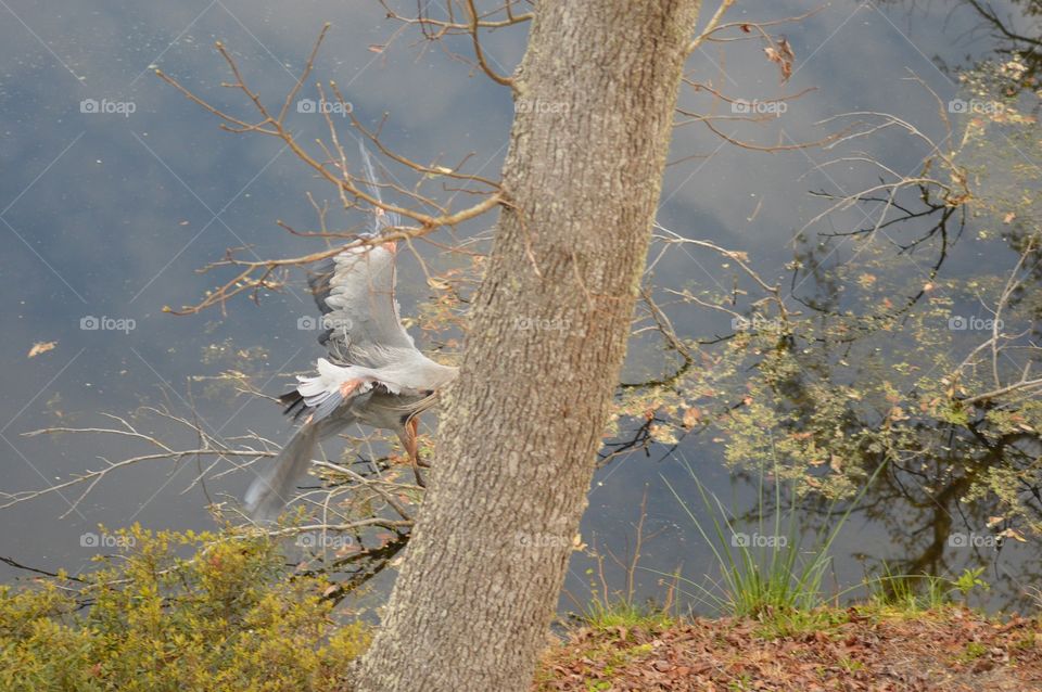 A colorful Great Blue Heron flying into a tree