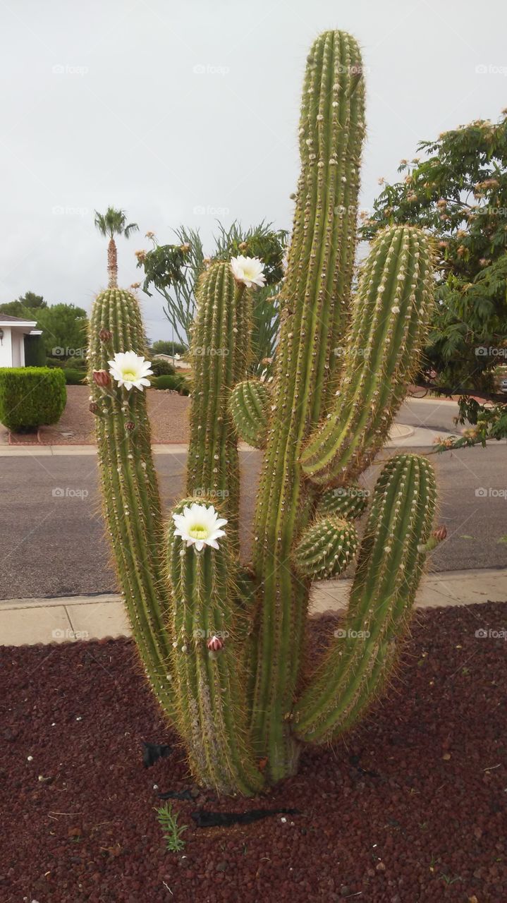 giant Argentine Cactus Bloom