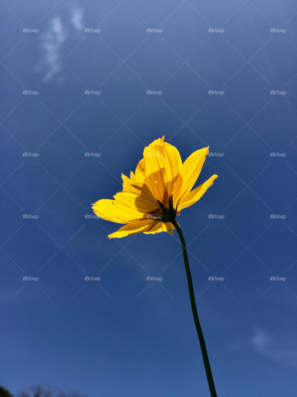 Yellow cosmos 