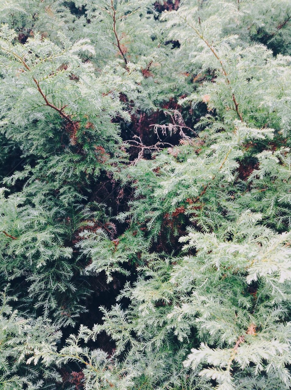 Soft bush. Soft branches 