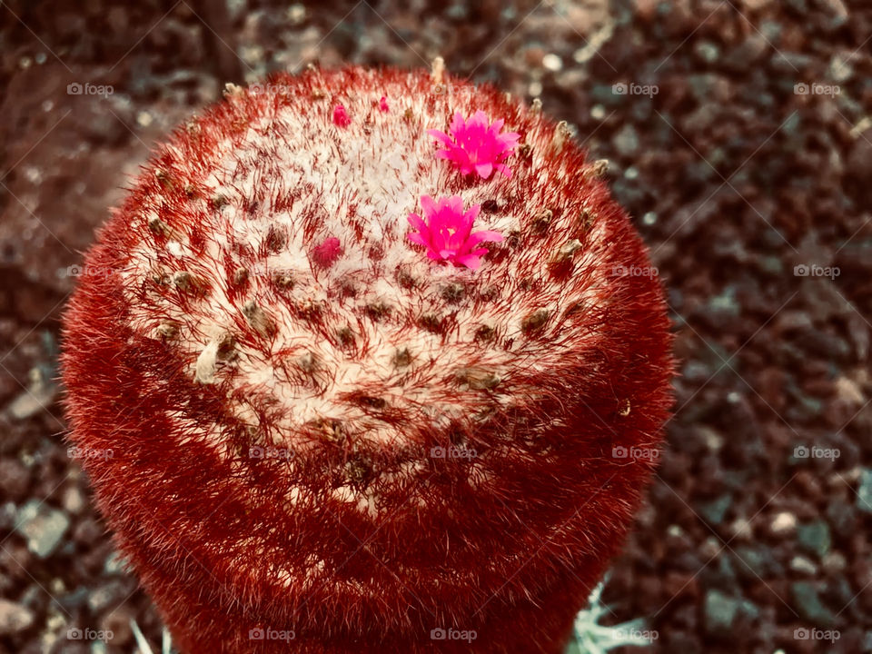 Red cactus flower 