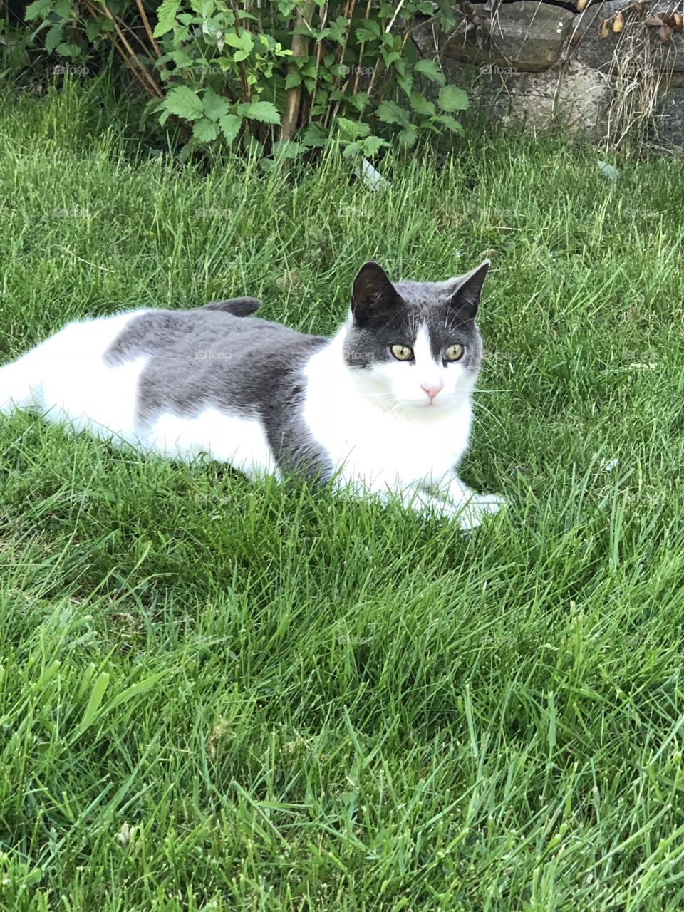 Grey and white cat 🐈