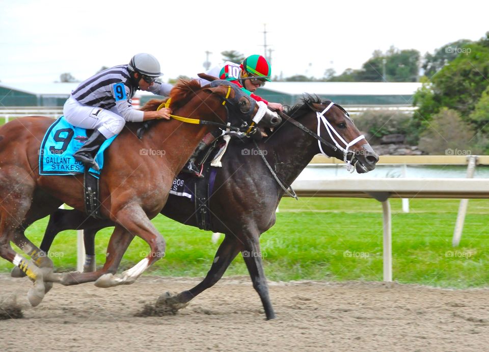 Eclipse Award Winning Photo by Equine photographer Fleetphoto