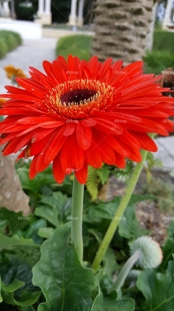 Big Red Flower