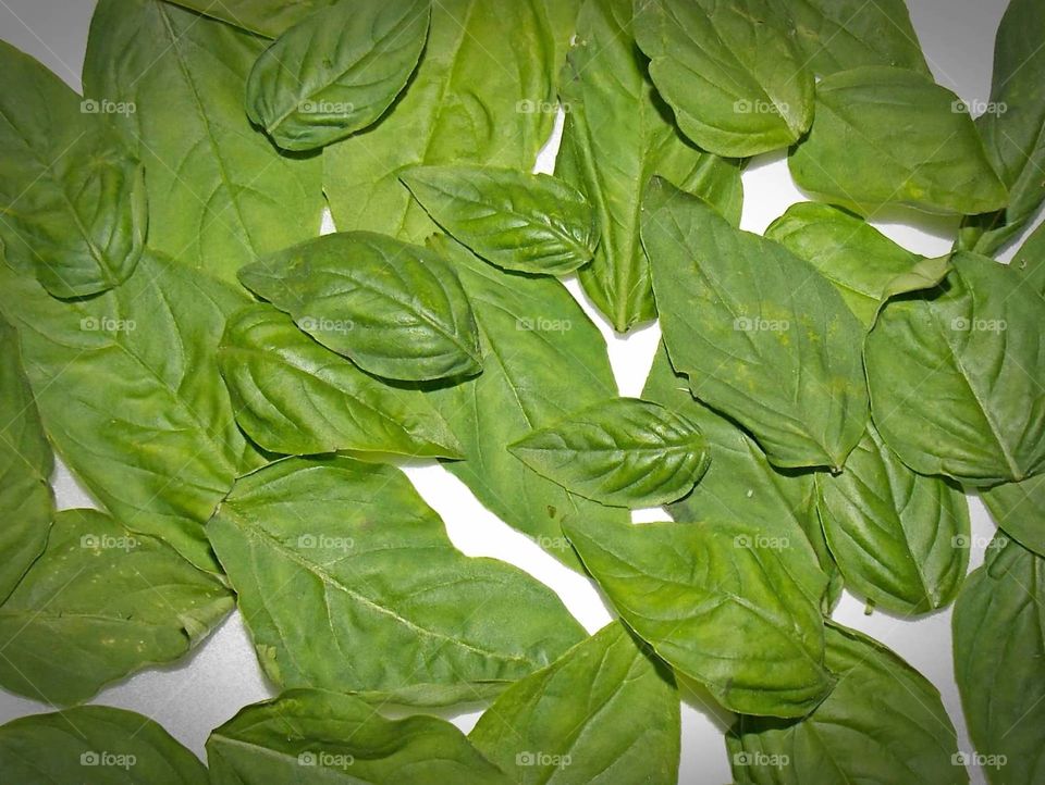 Basil Leaves