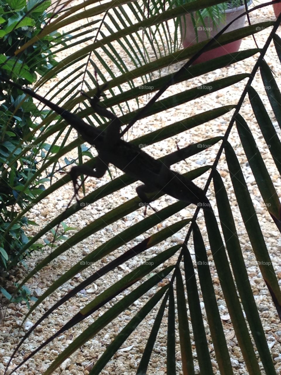 Shadow Lizard. Just hanging out in the shade