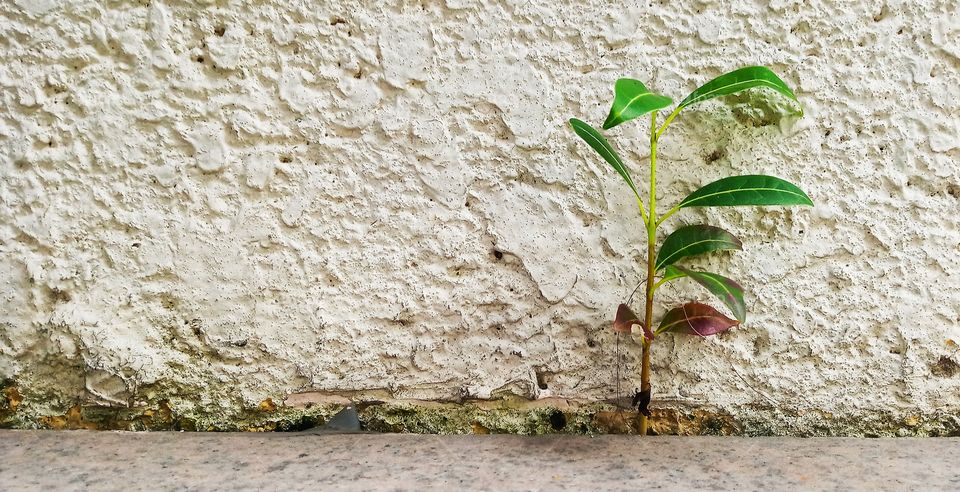 Growth on concrete...