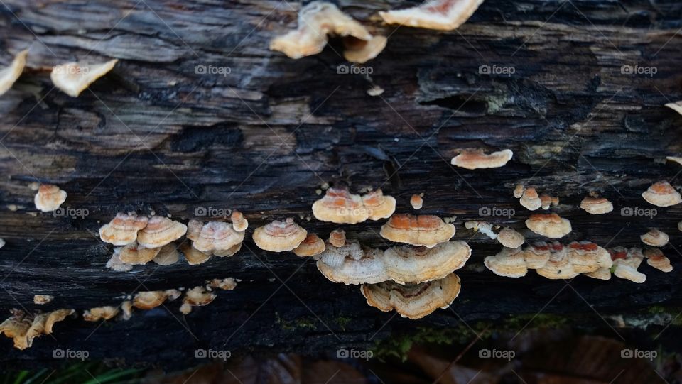 Mushroom Spatial