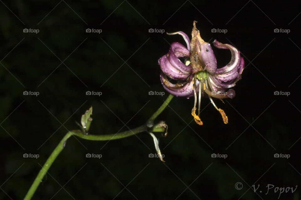 Martagon lily