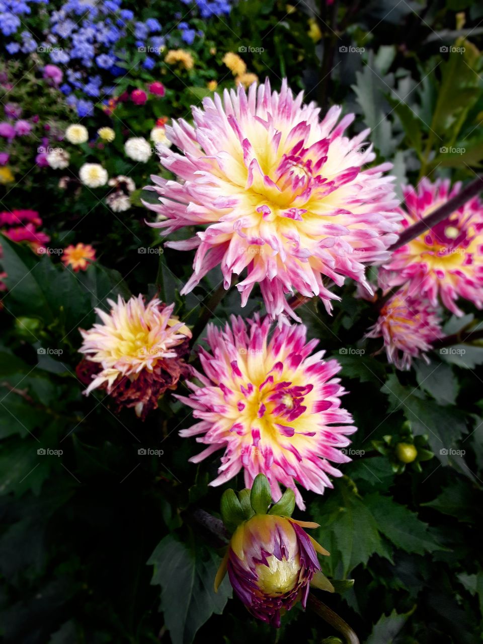 Large pink and yellow dahlias