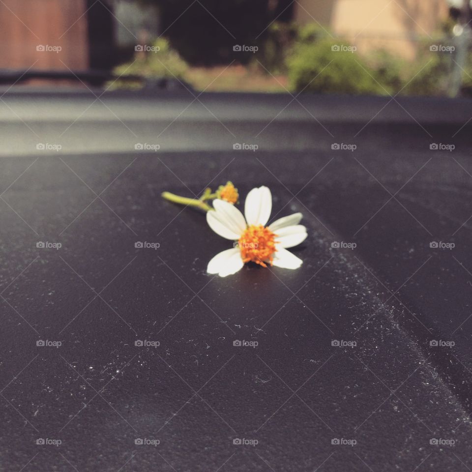 Weeds are flowers too! 