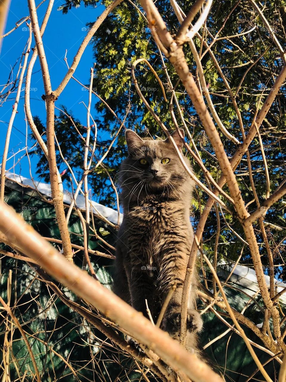 Cat in the tree 