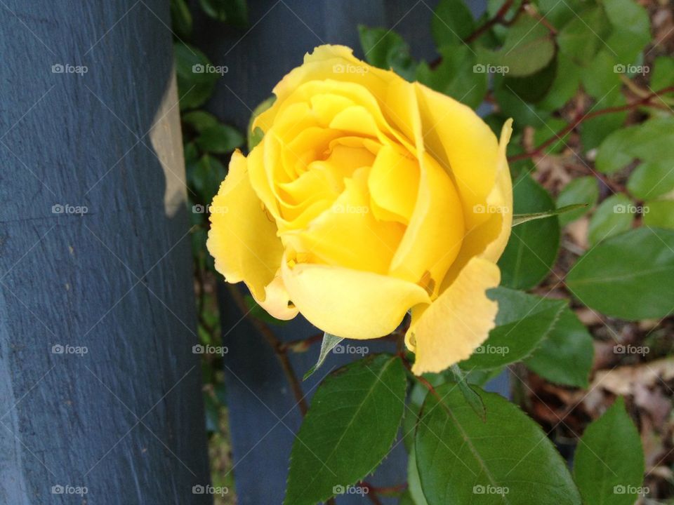 Yellow rose
